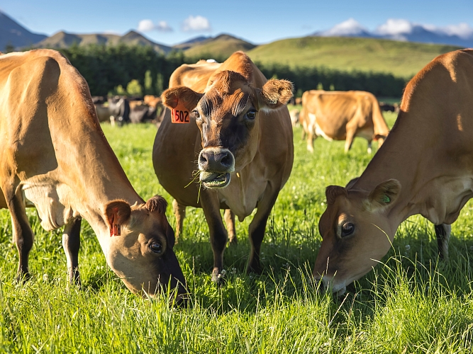A close up of three cows grazing in a field